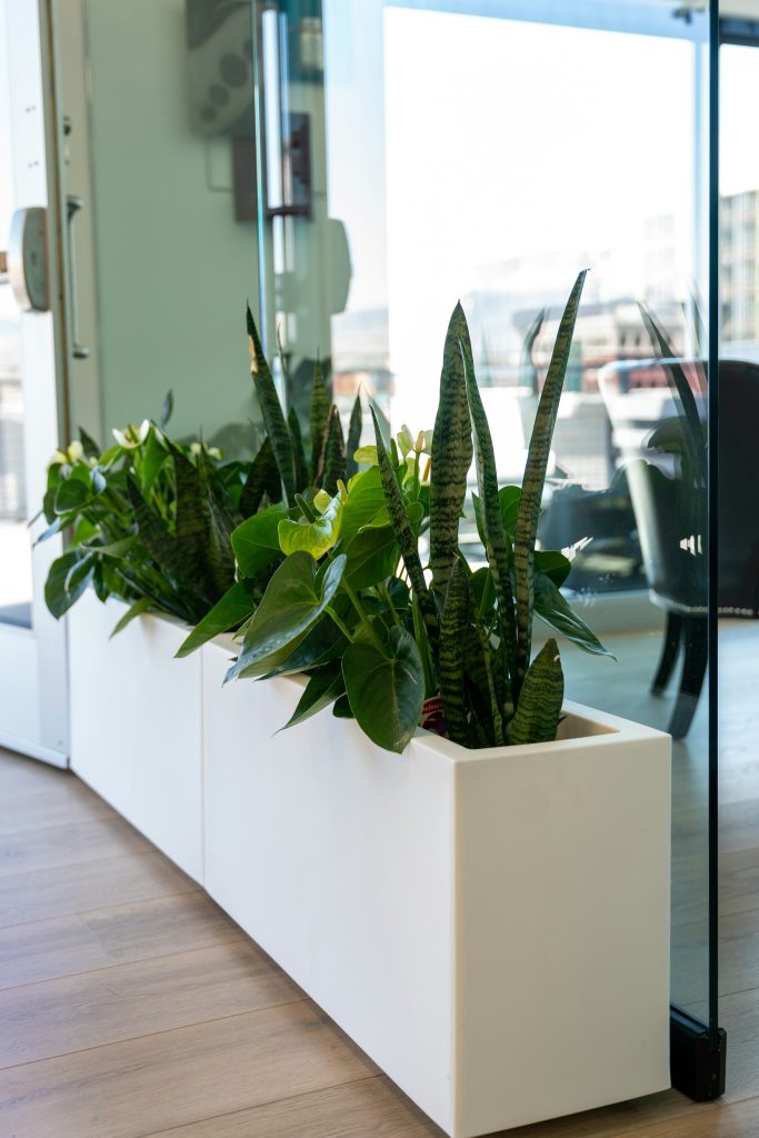 The Role of Biophilia in Reducing Workplace Stress (And Boosting Productivity)