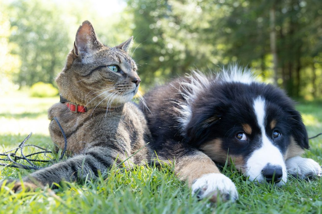 How Pet-Friendly Workplaces Are Boosting Employee Happiness
